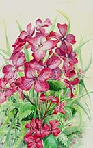 Print from an original watercolour by Wendy Griffiths