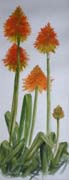 Red Hot Pokers by Wendy Griffiths