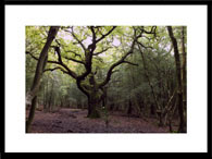 landscape images